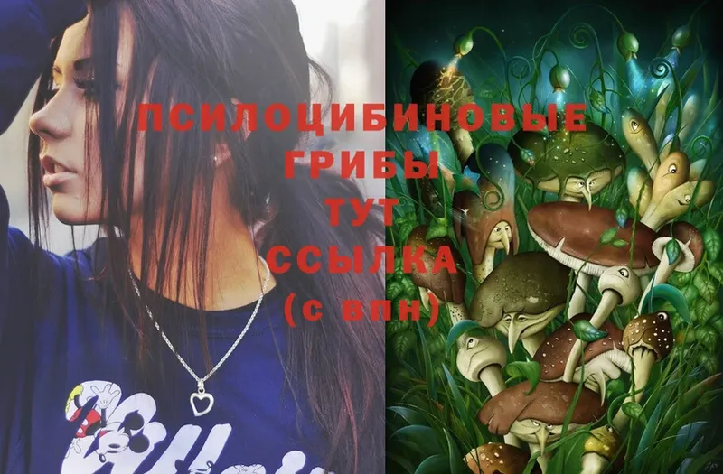 купить наркотики цена  Пудож  shop клад  Галлюциногенные грибы Psilocybe 